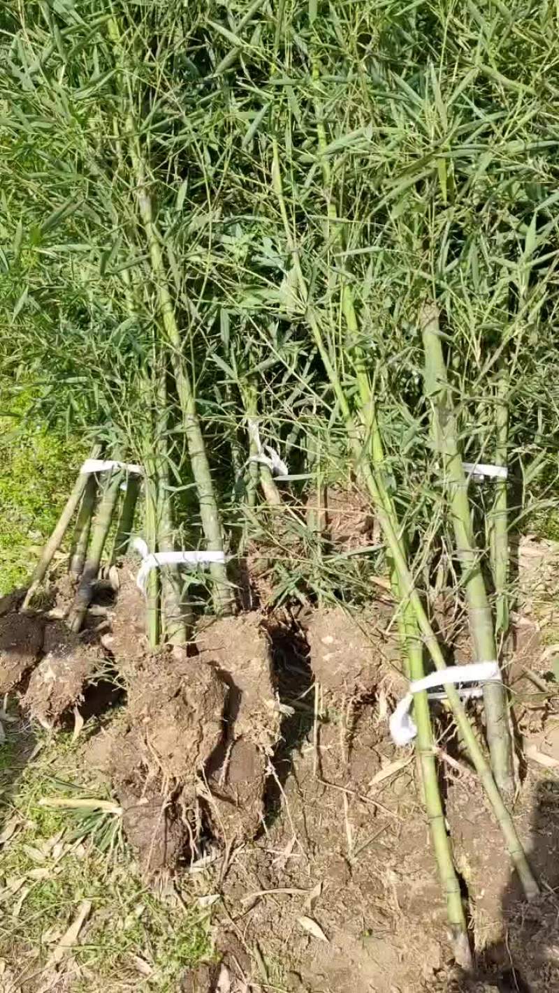罗汉竹