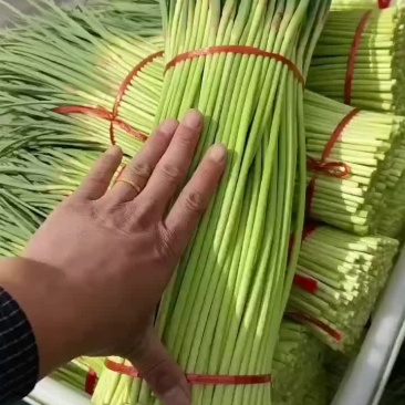 中牟精品红帽蒜苔大量上市，供货各大小批发市场，电商平台