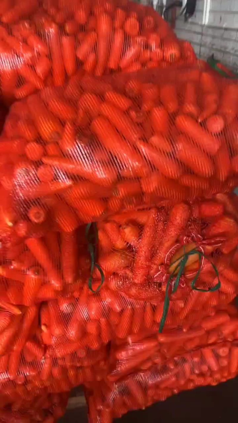养殖胡萝卜