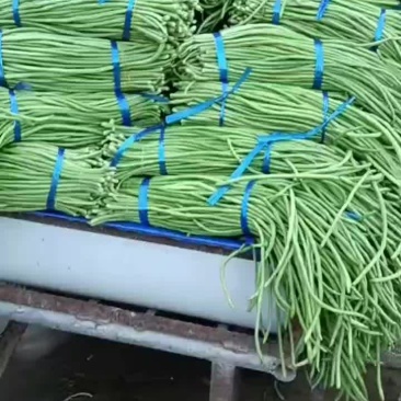 老家大棚豆角大量上市，质优价廉