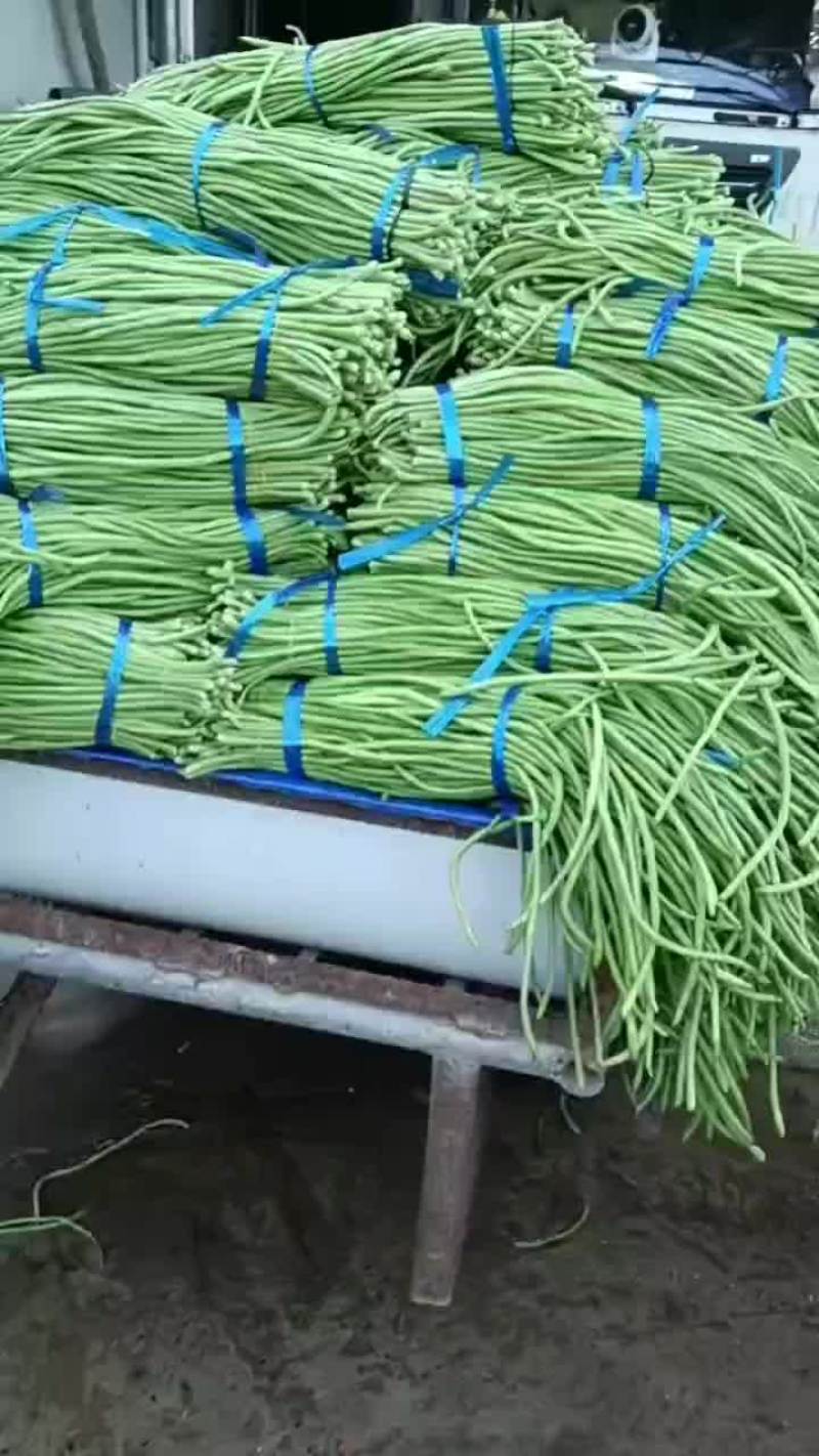 老家大棚豆角大量上市，质优价廉