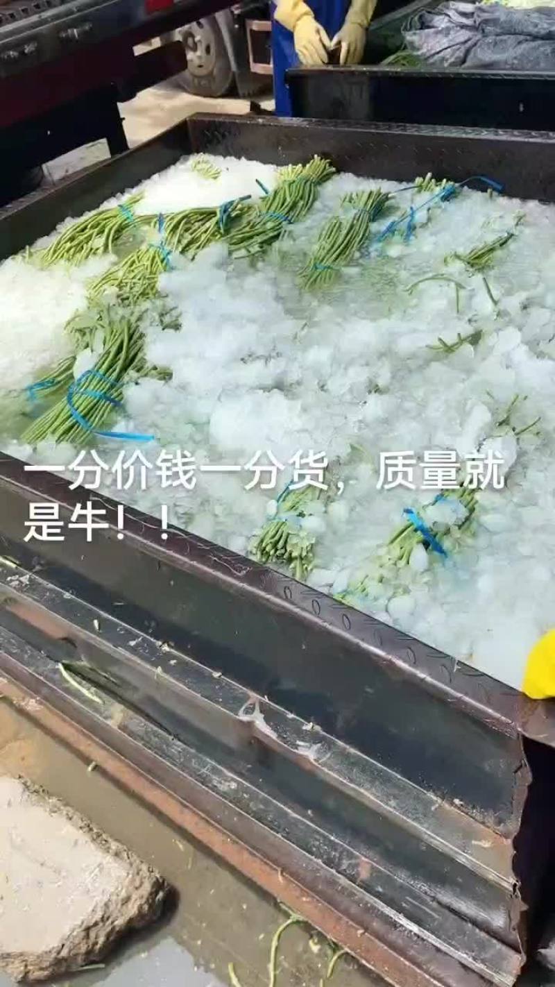 老家大棚豆角大量上市，质优价廉