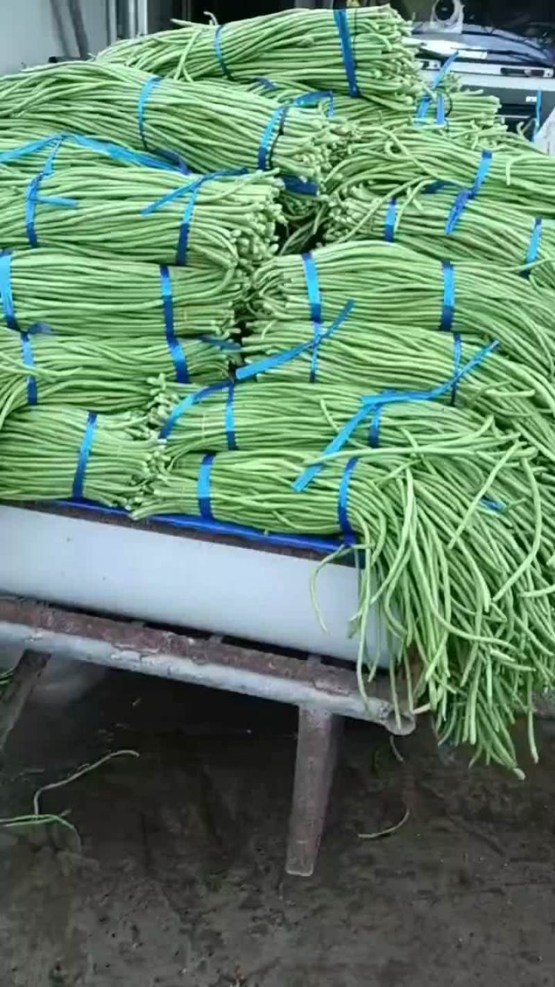 老家大棚豆角大量上市，质优价廉