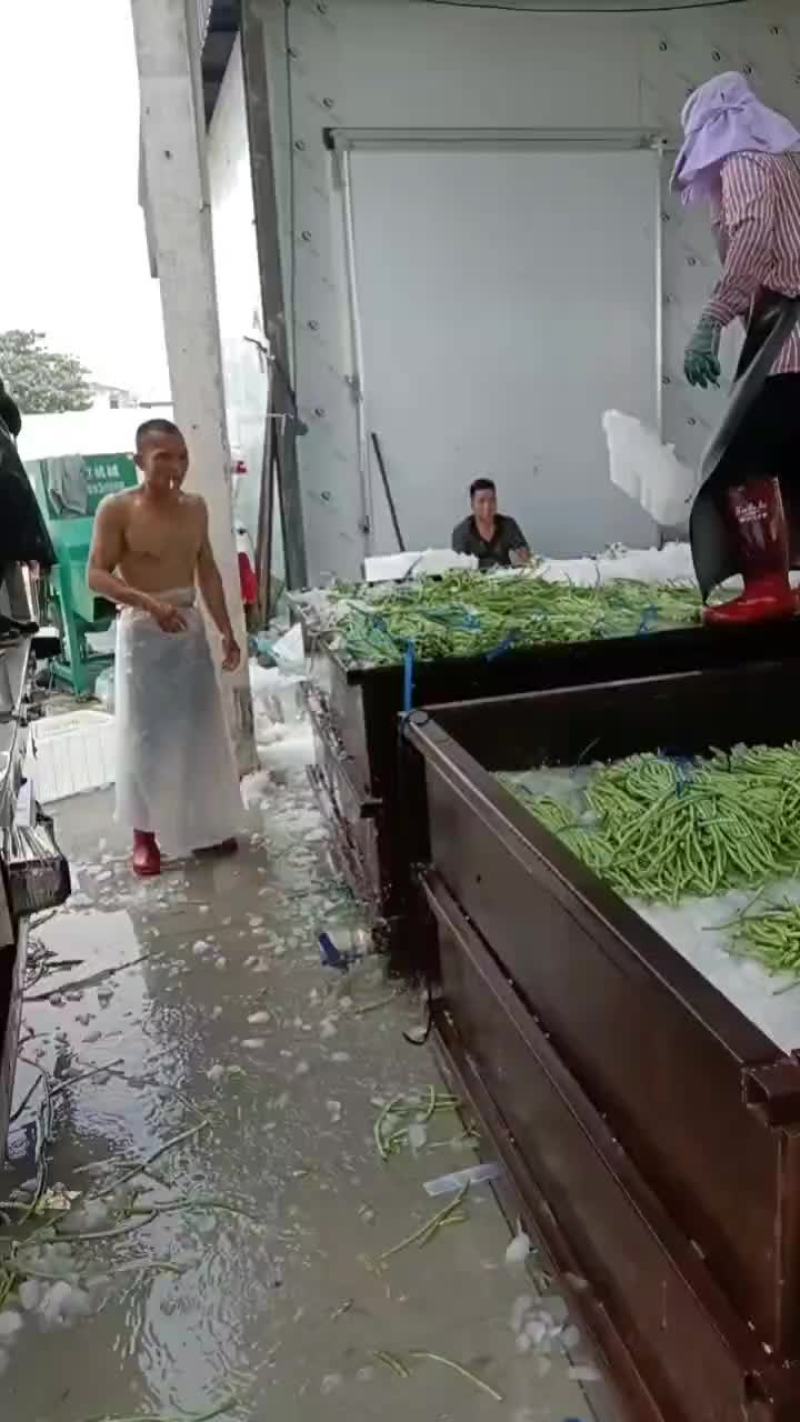 老家大棚豆角大量上市，质优价廉