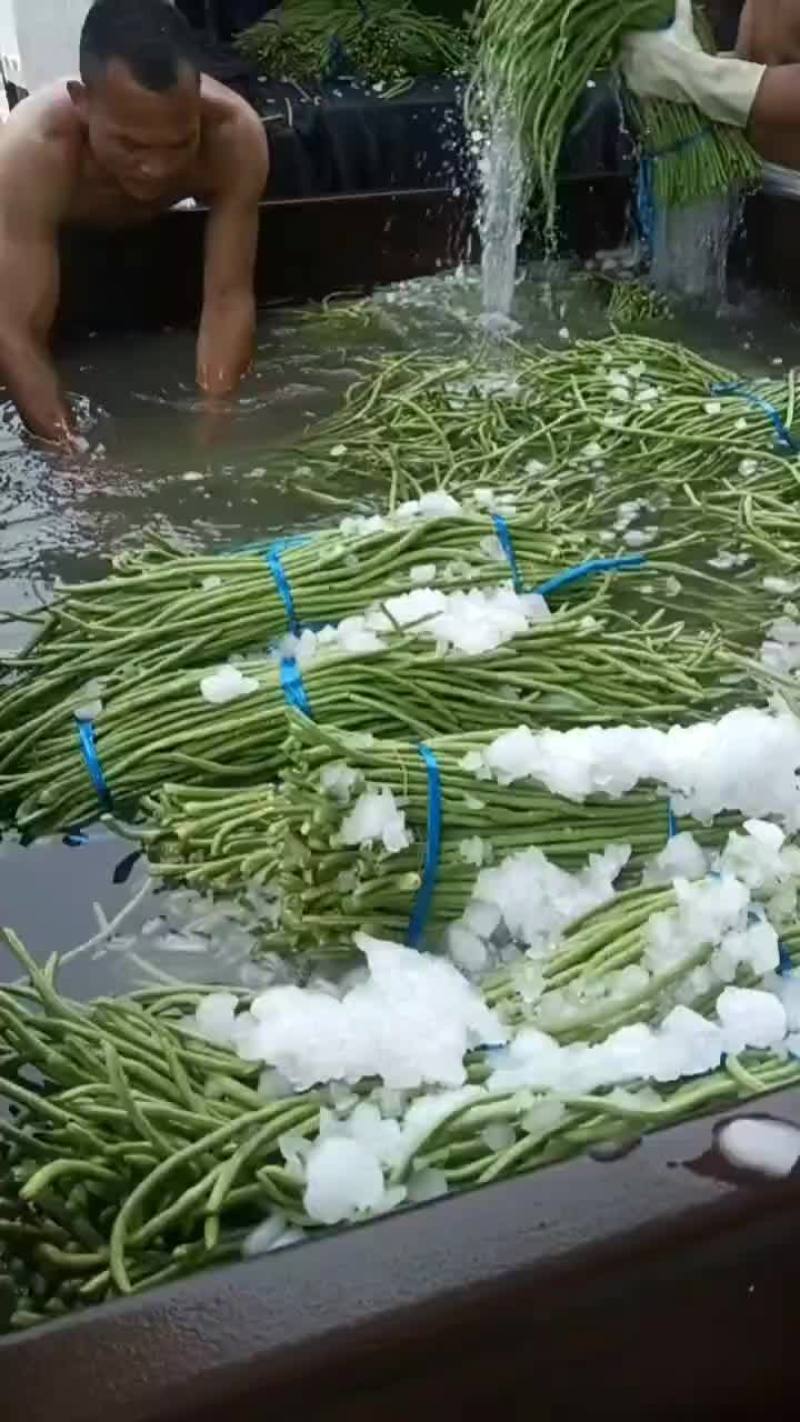 老家大棚豆角大量上市，质优价廉
