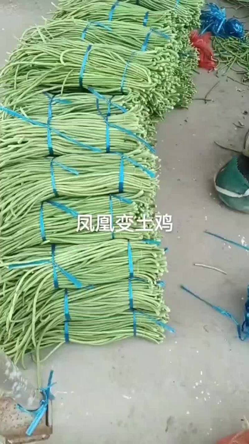 老家大棚豆角大量上市，质优价廉