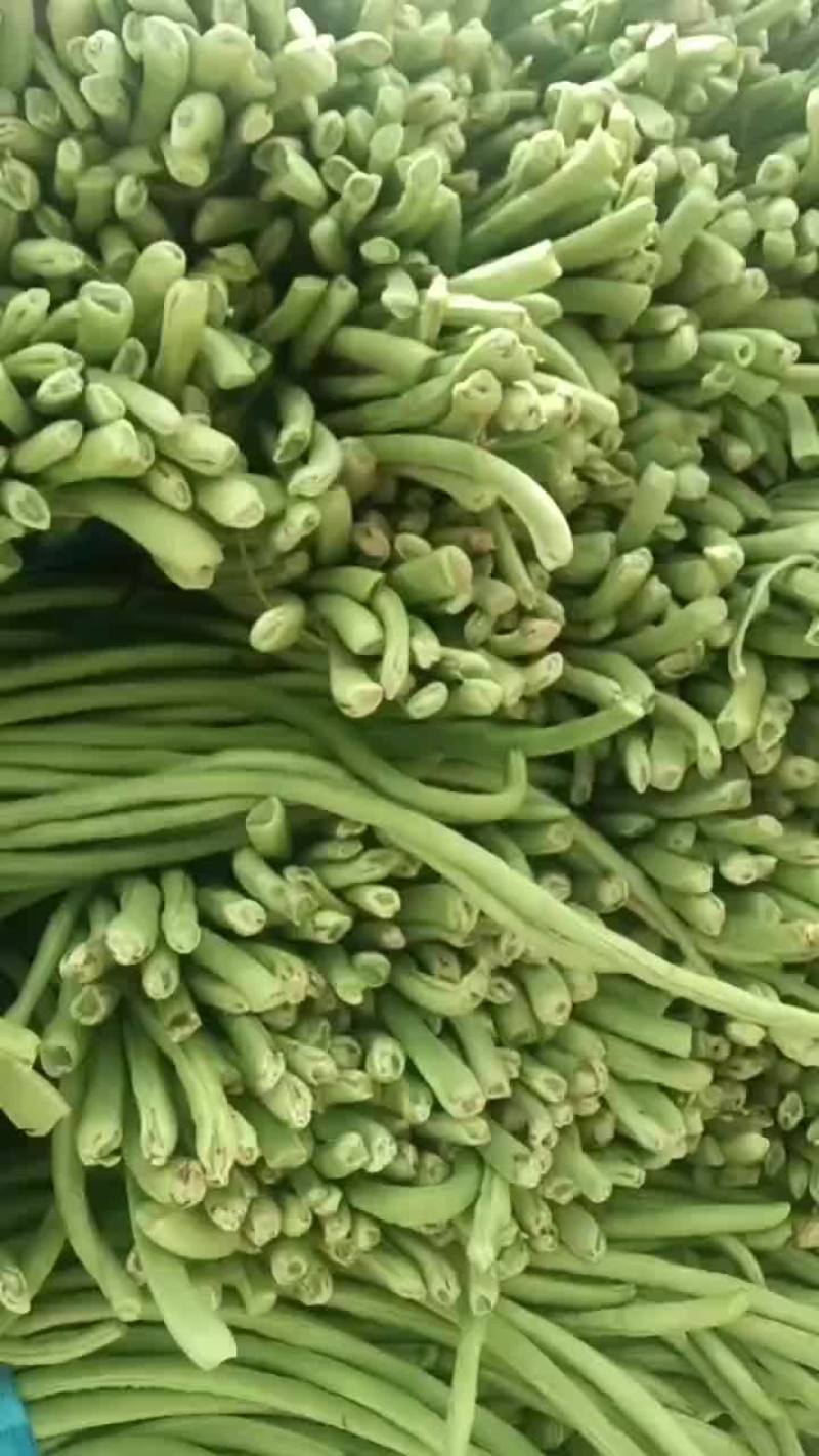 老家大棚豆角大量上市，质优价廉