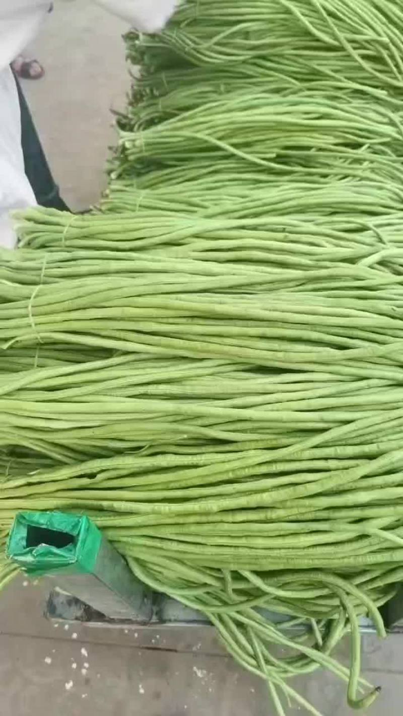 老家大棚豆角大量上市，质优价廉