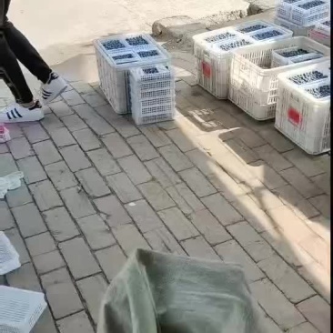 精品蓝莓掉价了L25优瑞卡F6