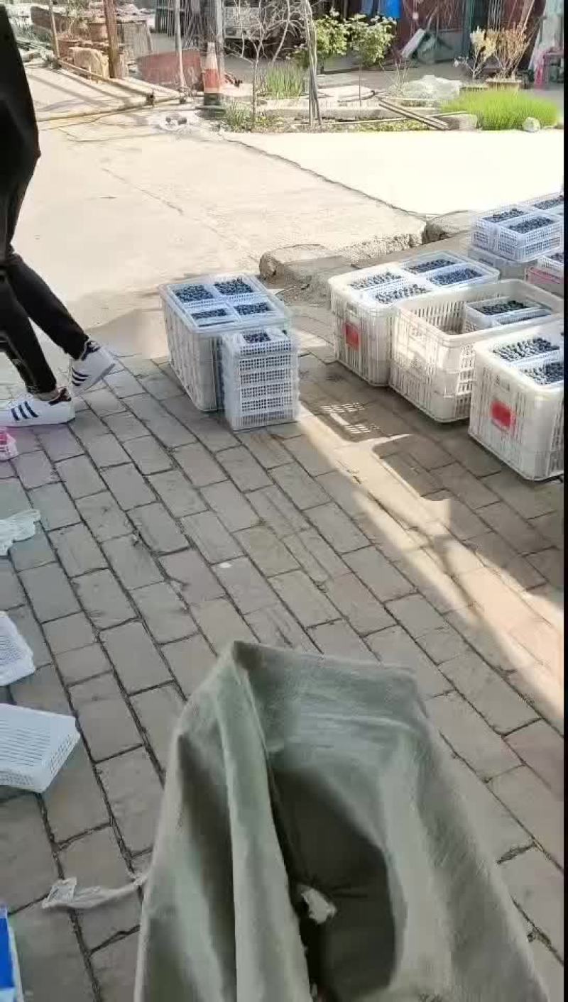 精品蓝莓掉价了L25优瑞卡F6