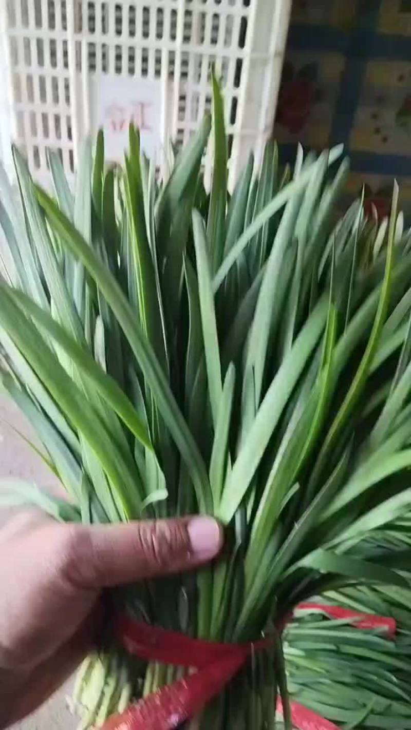 香河陆地紫根头茬大量上市质量好价格实惠诚信服务