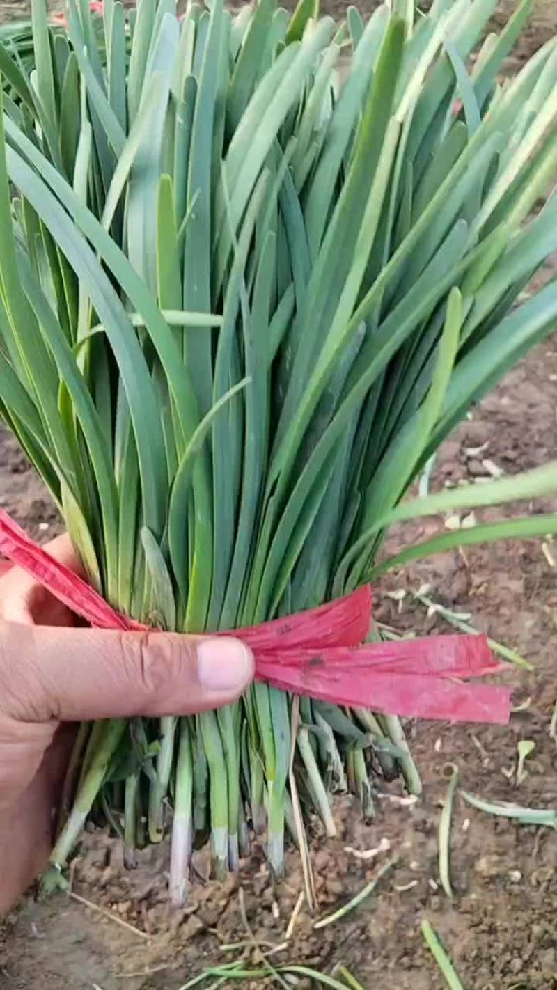 香河陆地紫根头茬大量上市质量好价格实惠诚信服务