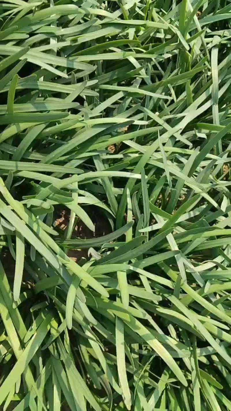 香河陆地紫根头茬大量上市质量好价格实惠诚信服务