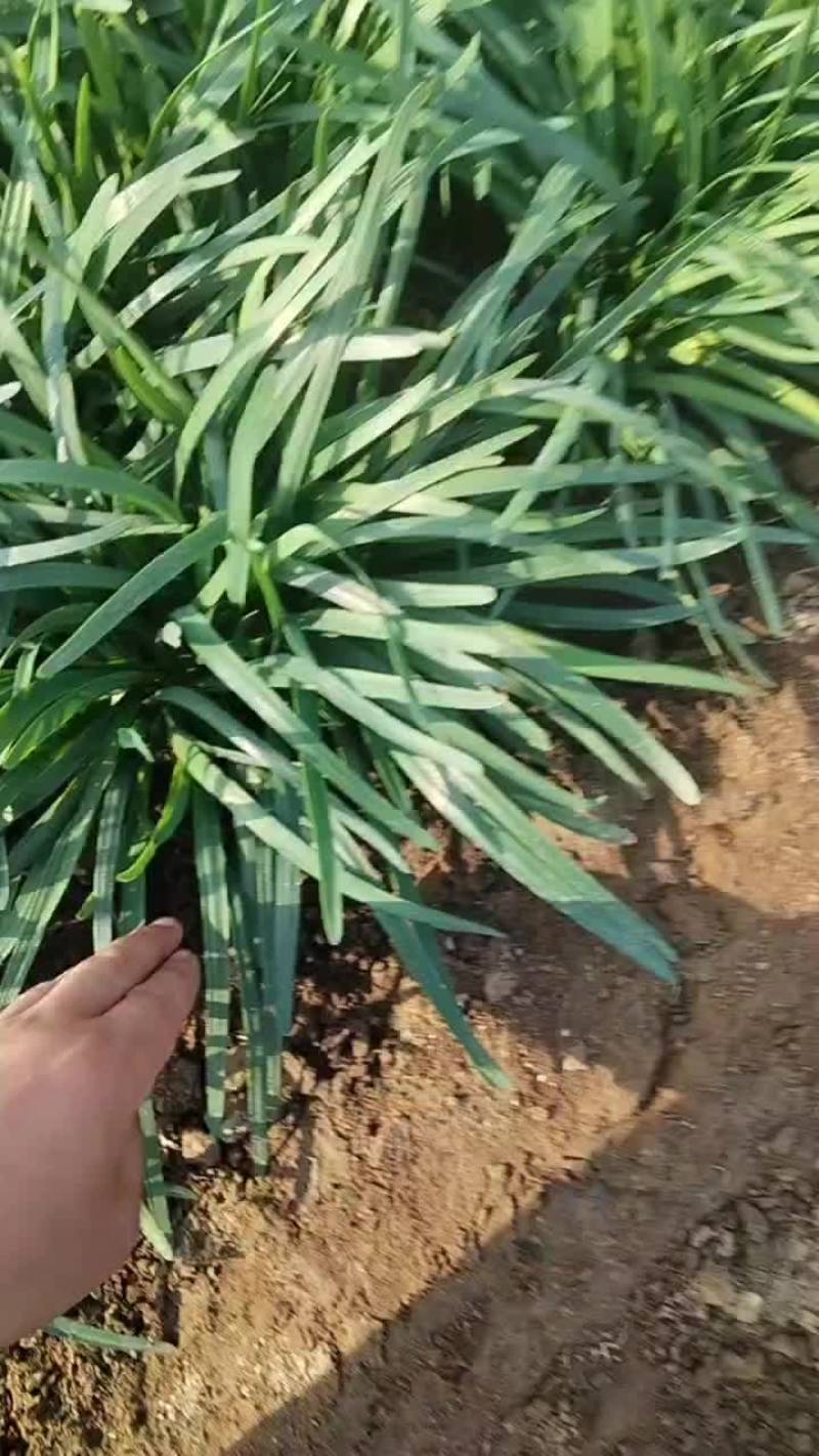 香河陆地紫根头茬大量上市质量好价格实惠诚信服务