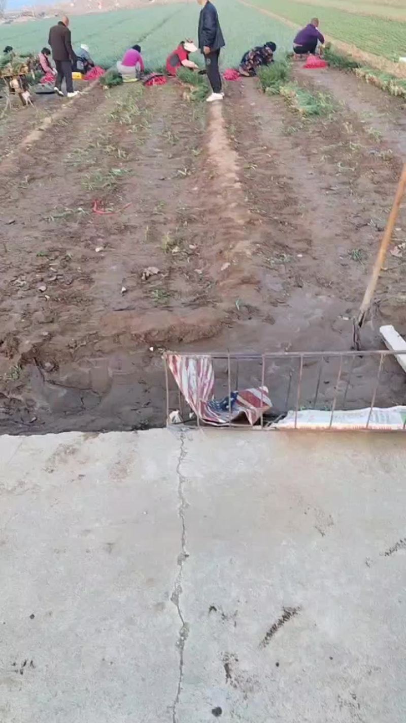 香河陆地紫根头茬大量上市质量好价格实惠诚信服务