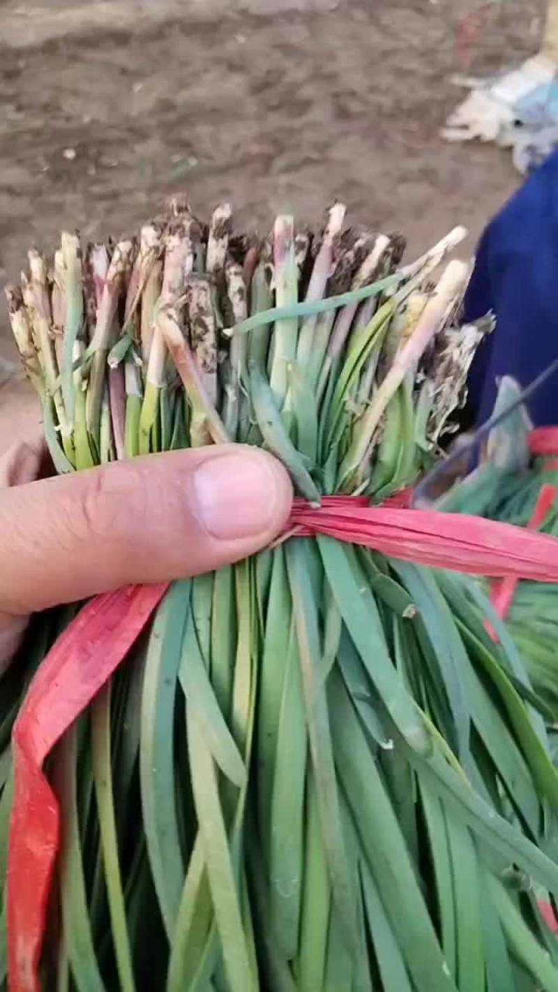 香河陆地紫根头茬大量上市质量好价格实惠诚信服务