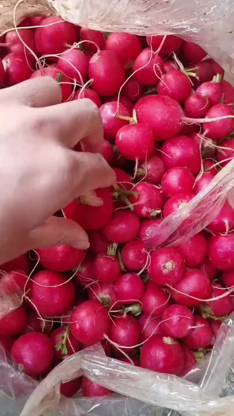 精品樱桃萝卜