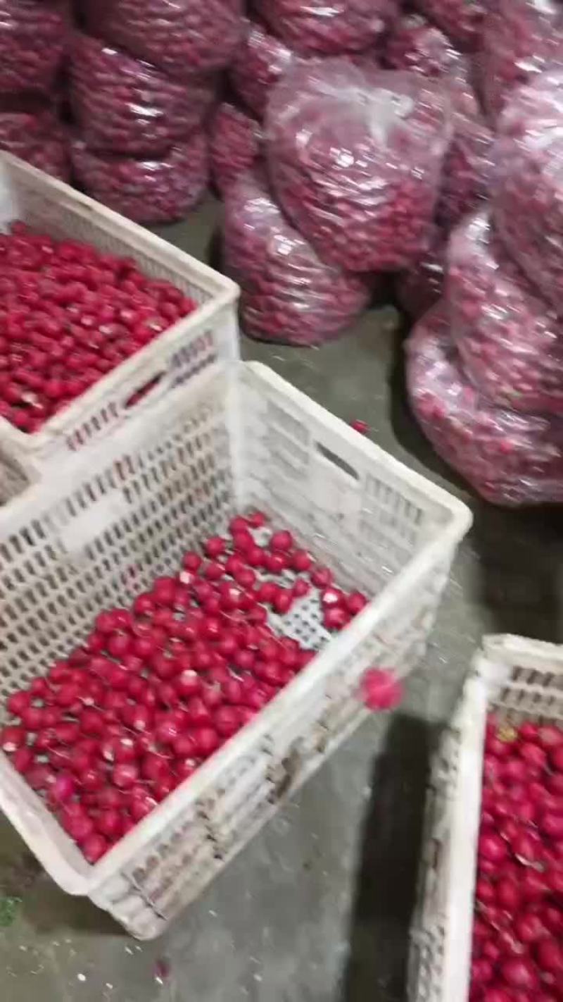 精品樱桃萝卜