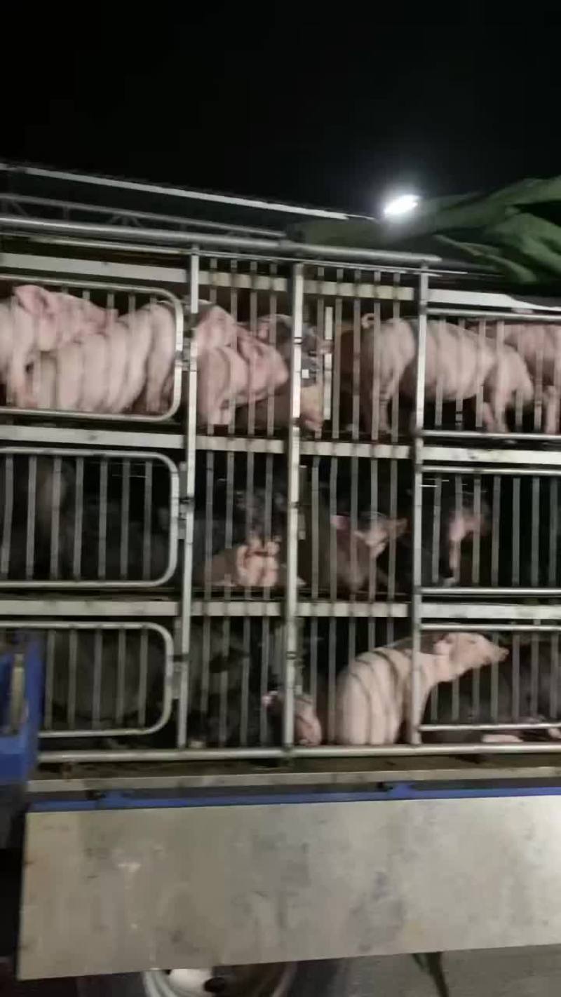 三杂，土白，土黑，长白