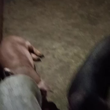 三杂，土白，土黑，长白