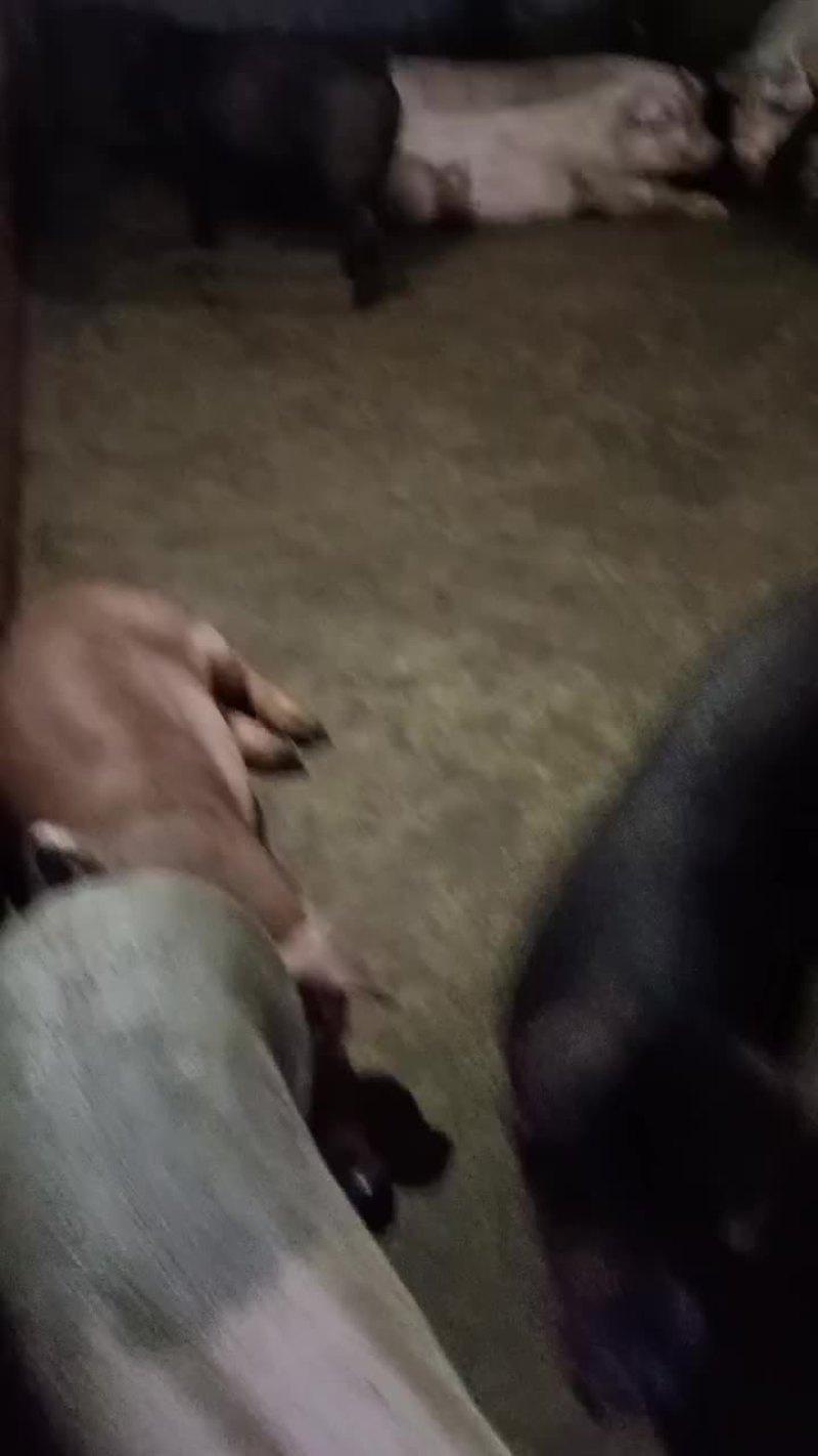 三杂，土白，土黑，长白