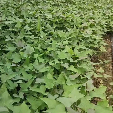商薯19西瓜红红薯苗大量上市，批发零售
