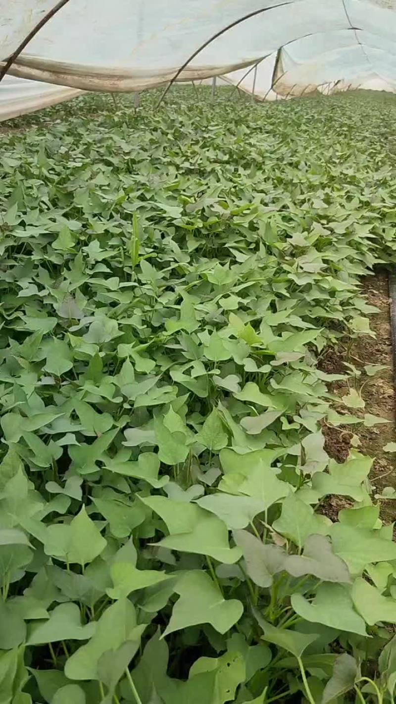 商薯19西瓜红红薯苗大量上市，批发零售