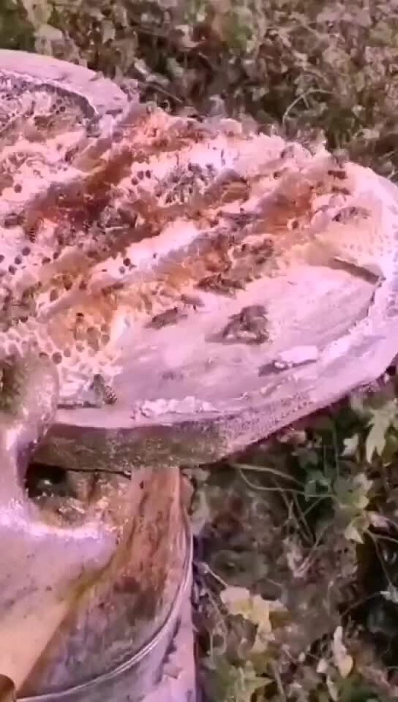 东北老咸深山木桶养殖纯正宗土蜂一年取一次蜜