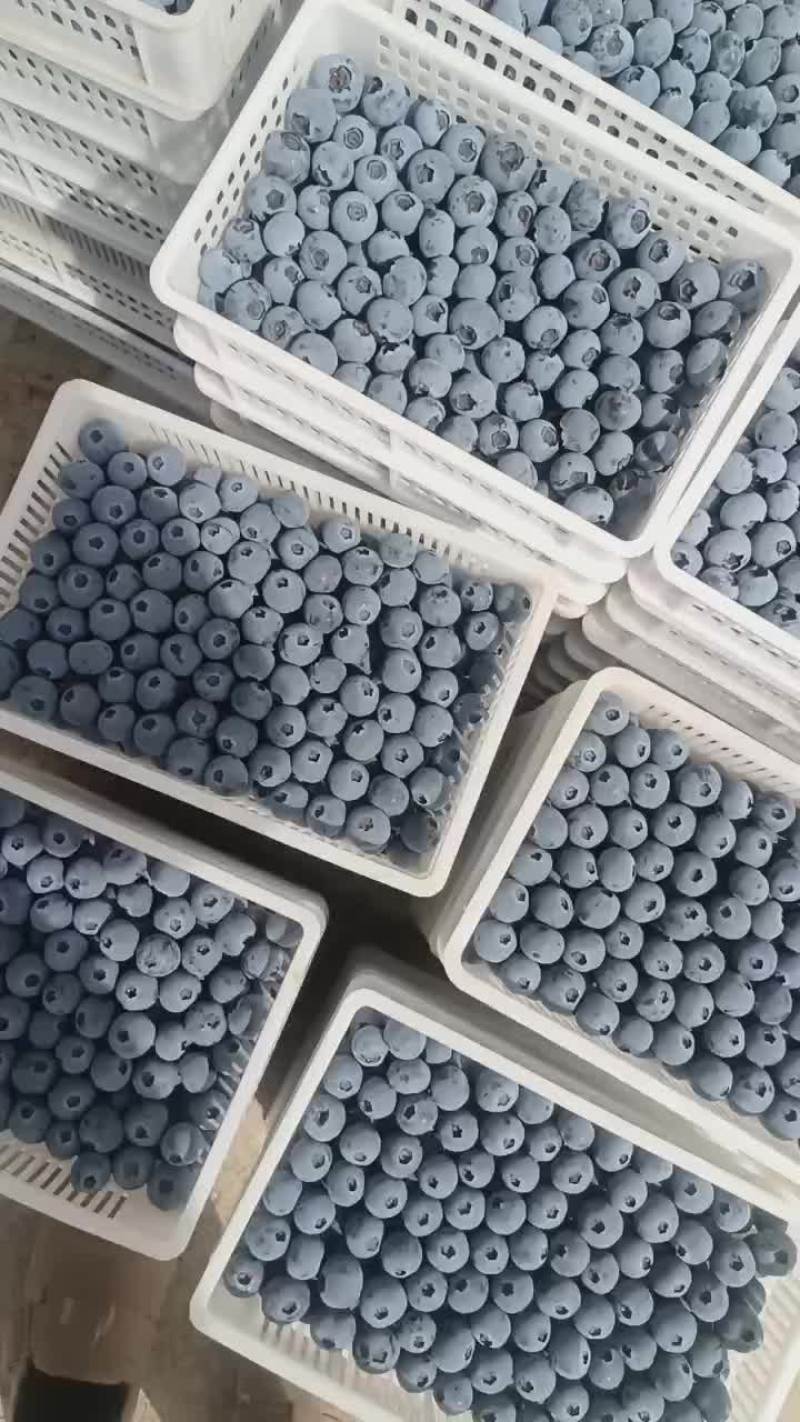 蓝莓降价了L25F6优瑞卡