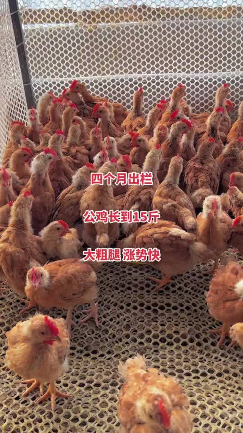 红玉380大红公鸡鸡苗一斤左右四个月出栏长到15斤