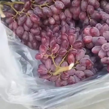 克伦生葡萄，大量供应