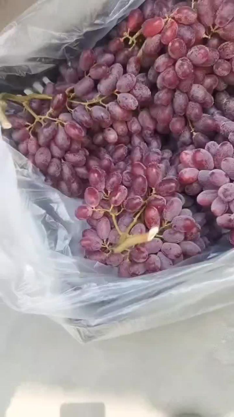 克伦生葡萄，大量供应