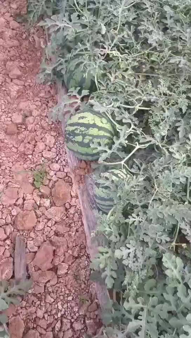 云南大鹏无籽美都大量上市，需要的联系。听听声音看看皮毛。