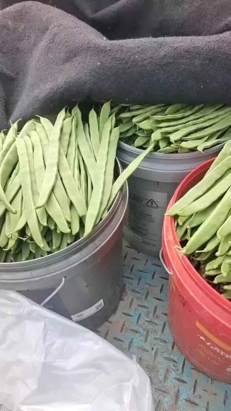 精品芸豆