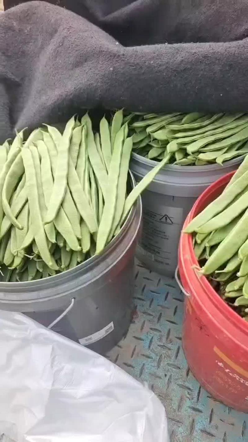 精品芸豆