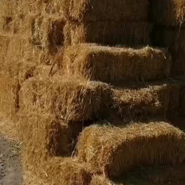 新鲜小麦秸秆甘肃省玉门产地直供，优质农产品，环保可再利用