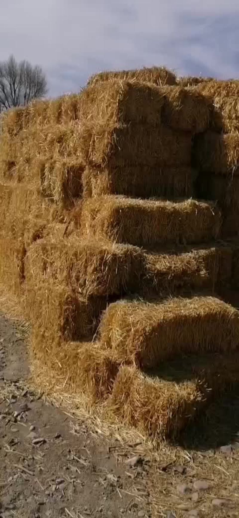 新鲜小麦秸秆甘肃省玉门产地直供，优质农产品，环保可再利用