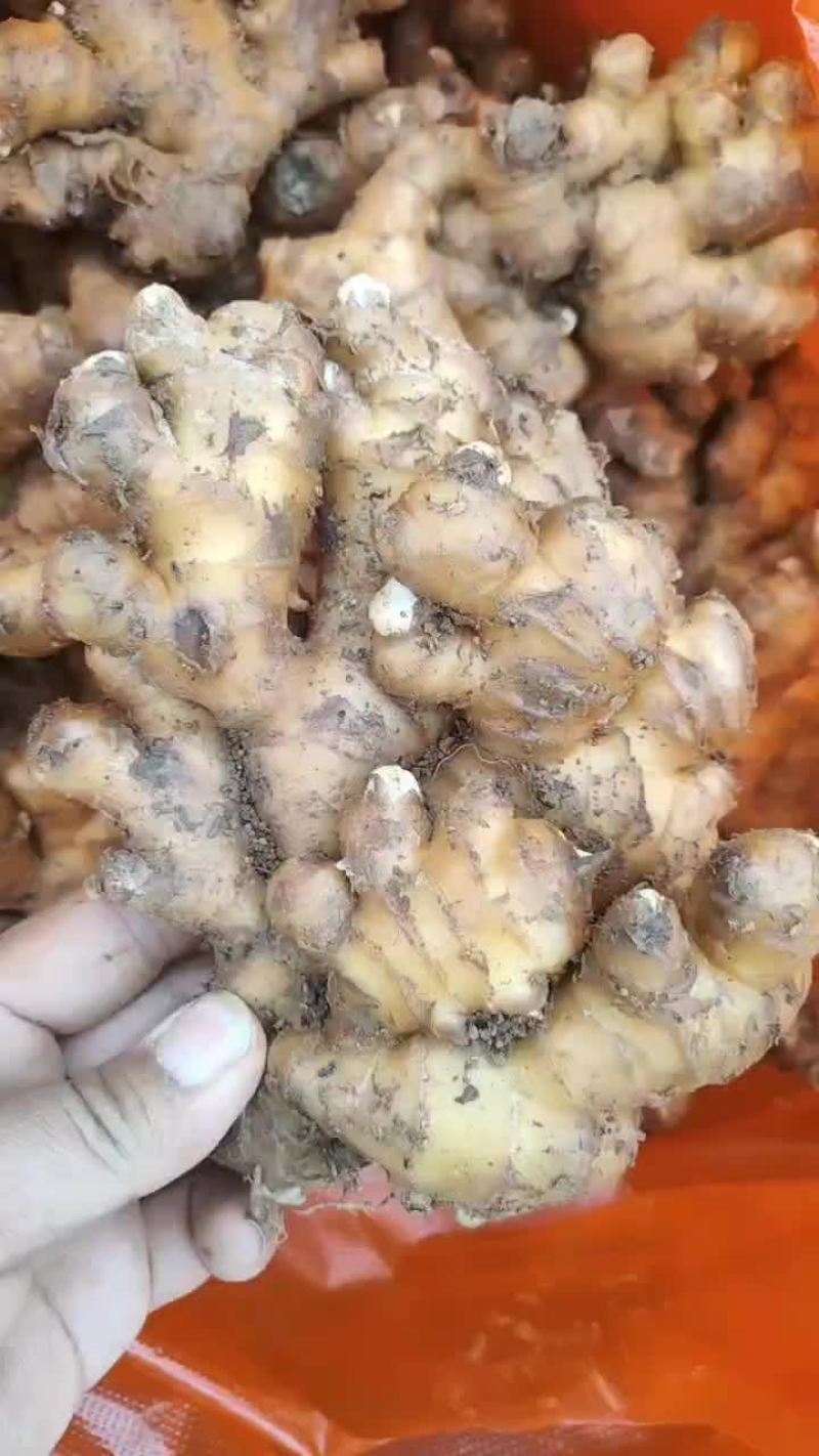 贵州二黄姜