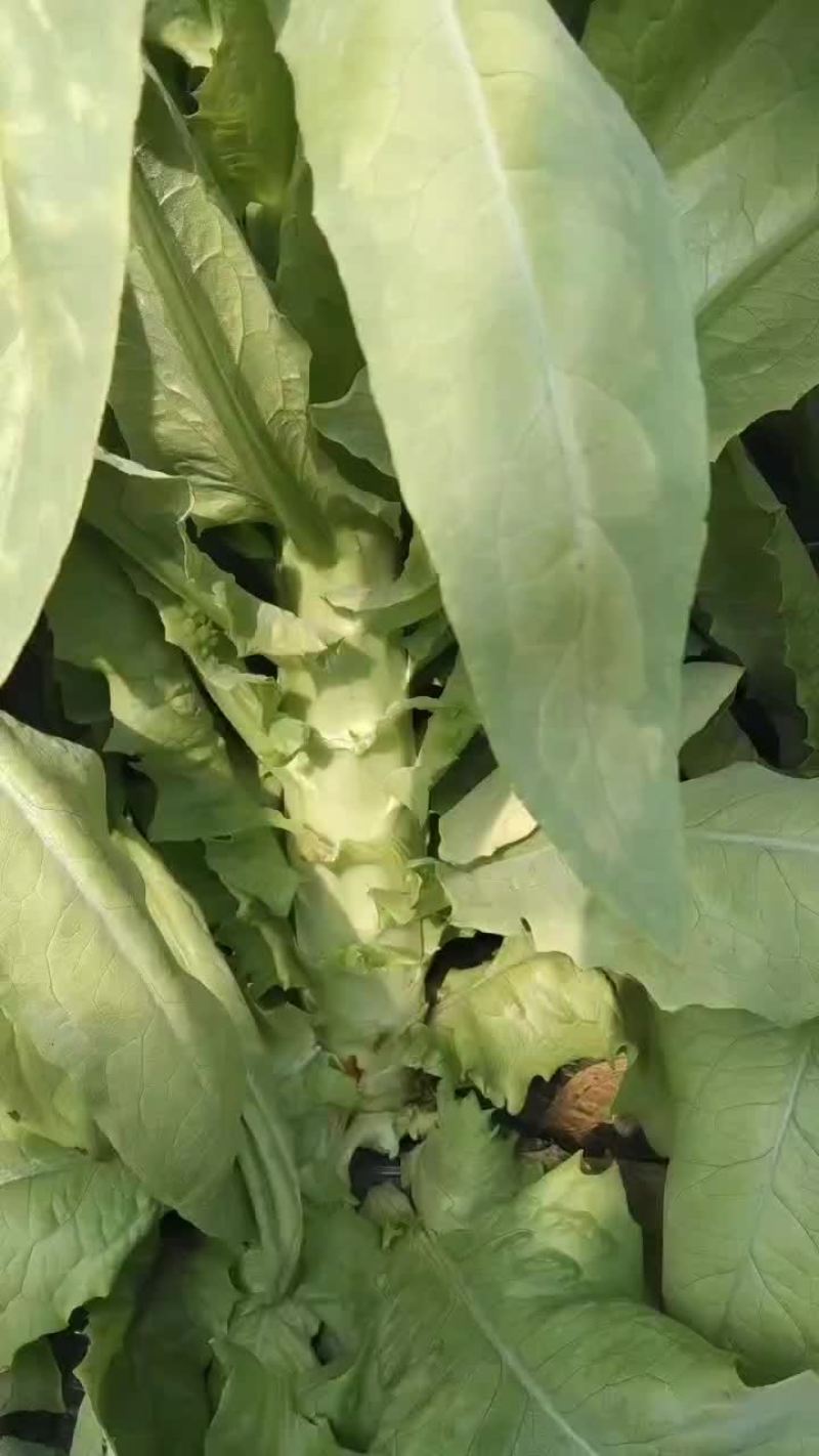 三青莴苣