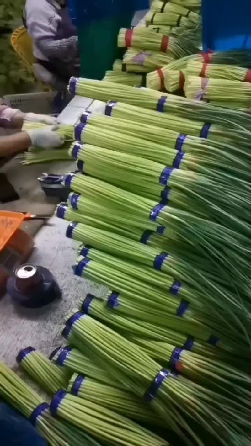 河南杞县大量上市，供应各大批发市场