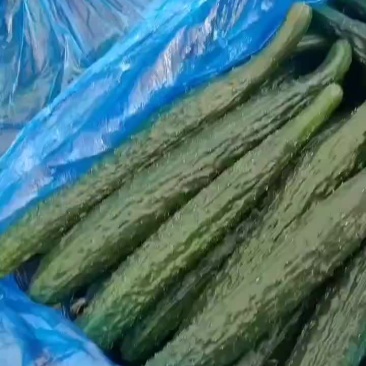 芝麻洼镇黄瓜大丰收