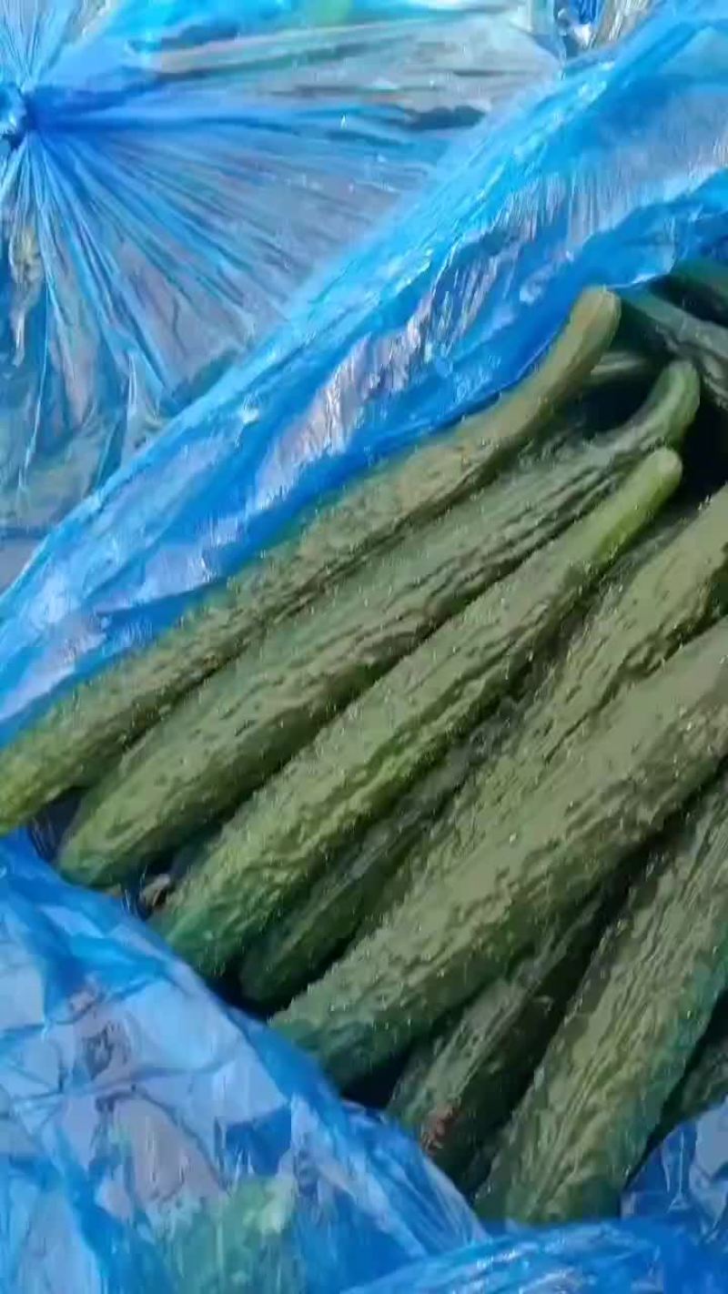 芝麻洼镇黄瓜大丰收