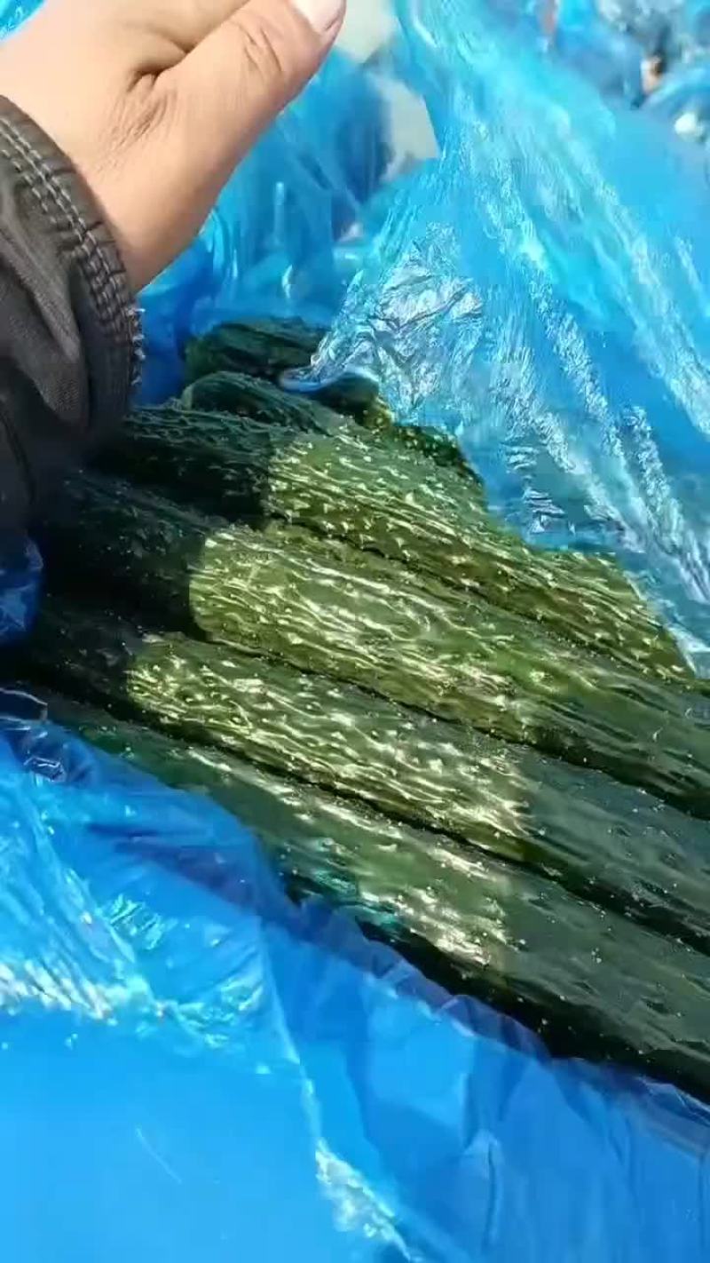 芝麻洼镇黄瓜大丰收