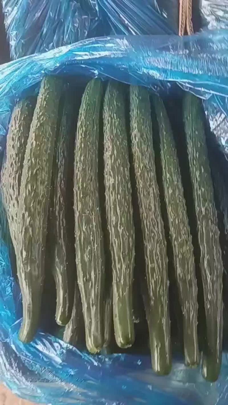 芝麻洼镇黄瓜大丰收
