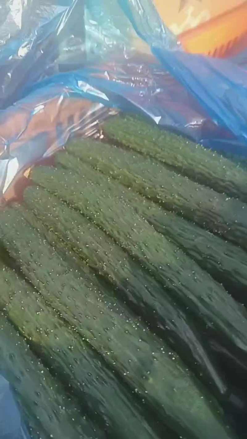 芝麻洼镇黄瓜大丰收