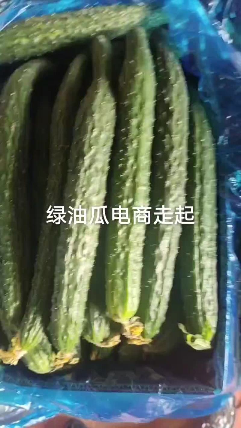 芝麻洼镇黄瓜大丰收