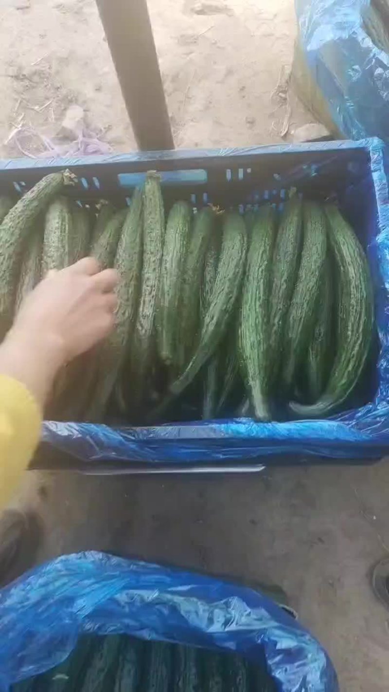芝麻洼镇黄瓜大丰收