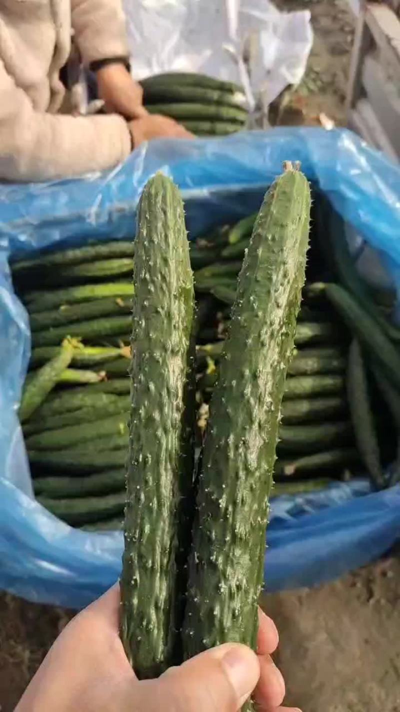 芝麻洼镇黄瓜大丰收