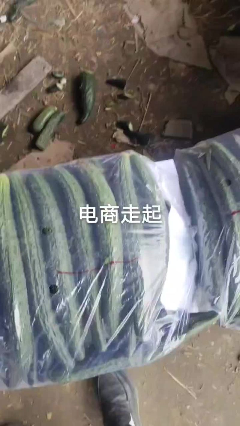 芝麻洼镇黄瓜大丰收