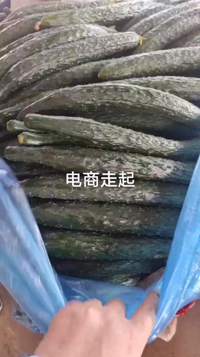 芝麻洼镇黄瓜大丰收